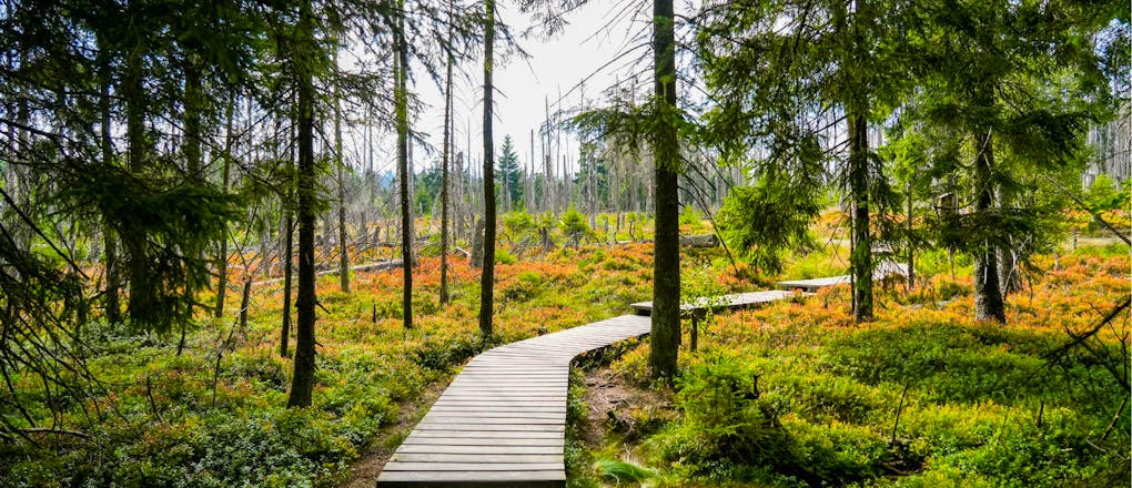4 Tage Harz im Der Wolfshof